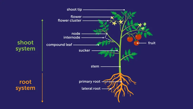 A deep dive into different parts of a plant and their functions