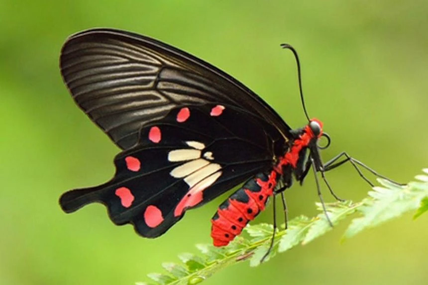 Common Rose Butterfly (Pachliopta aristolochiae) 