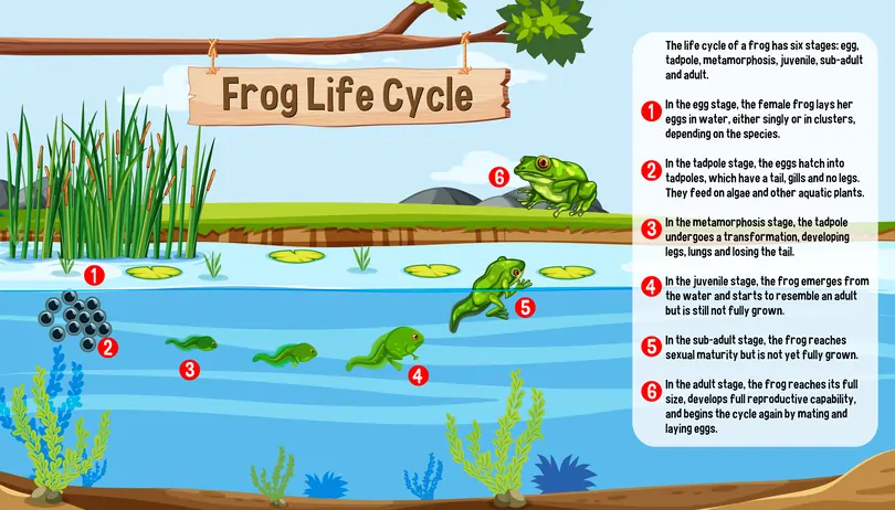 Master the frog's life cycle with a poem: Learn with ChatGPT prompts