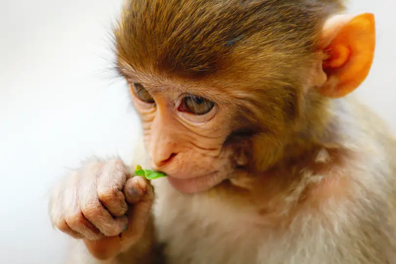 Learn about different types of Monkeys: A comprehensive guide