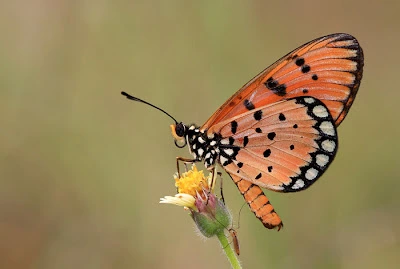 Tawny Coster Butterfly (Acraea terpsicore)