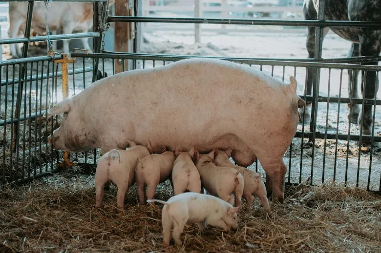 piglets and mother pig lactating
