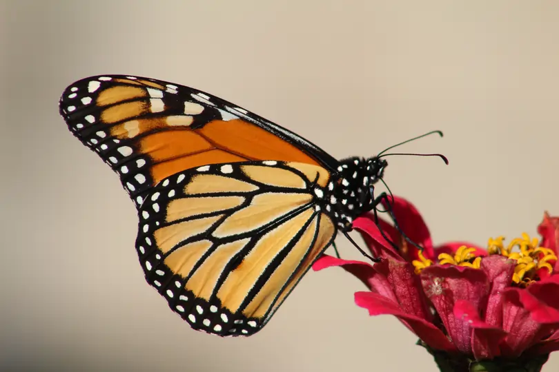 Learn to draw with ChatGPT: Step-by-step butterfly drawing for kids