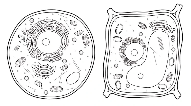 Plant cell diagram Labeled | gchsbiology-saigonsouth.com.vn