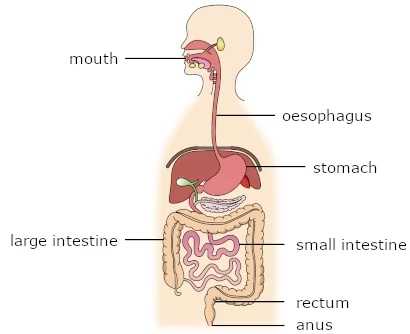 Human Digestive System Parts
