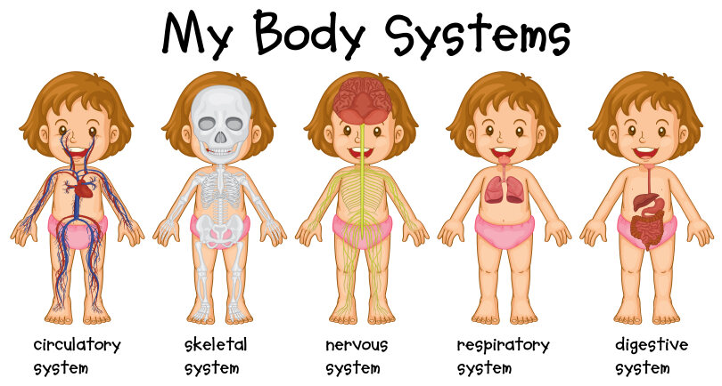 Understanding human body systems: A simple explanation