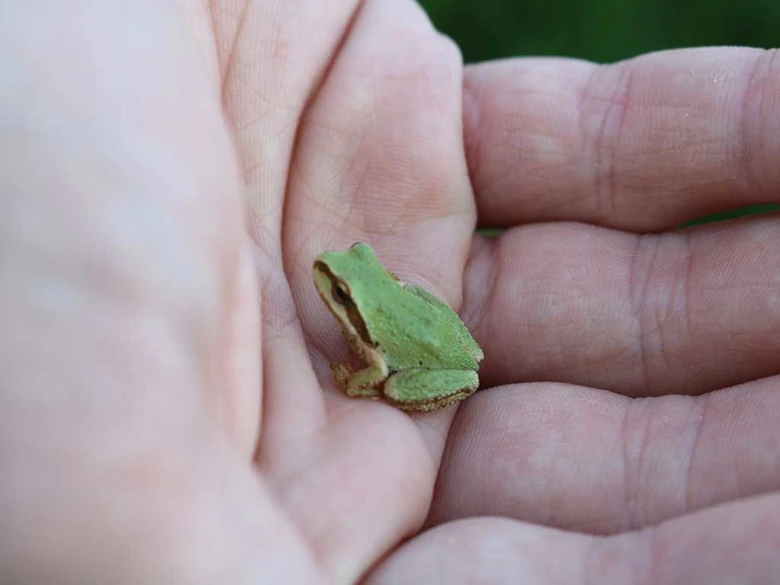 baby frog on palm